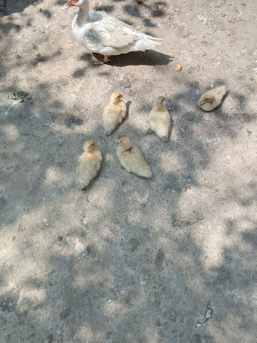 Vând pui de rata muta