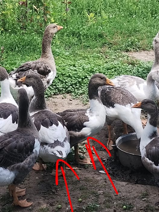 Vând 2 boboace crețe