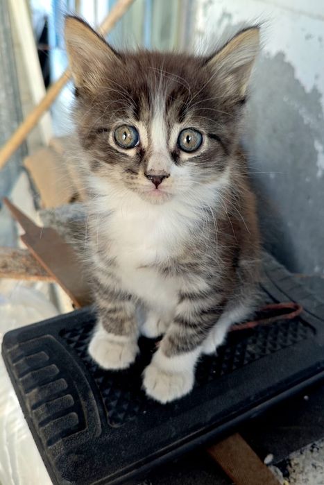 Отдам котят в добрые руки