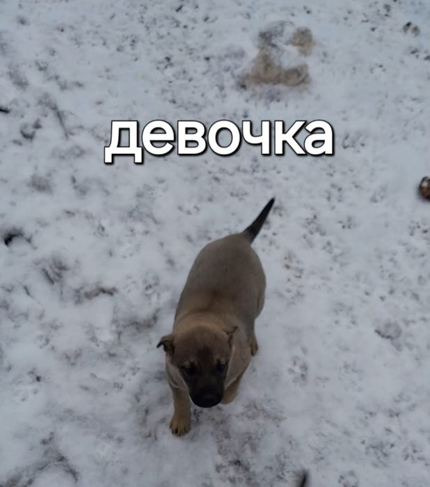 Отдам щенков дворняжек