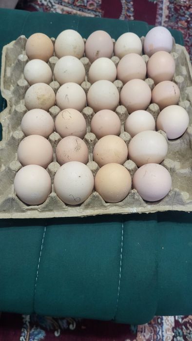 Тоза Корашахзода тухумлари