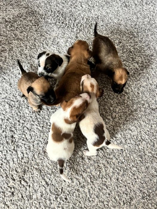 Donez căței talie mica