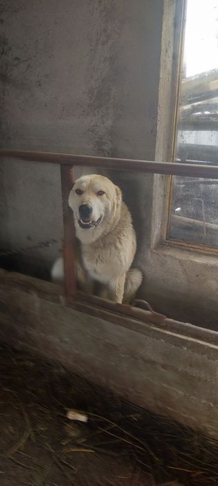 Продам кобеля алабай год ему очень добрый