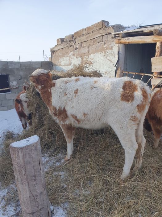 Продам тёлочки 2 головы