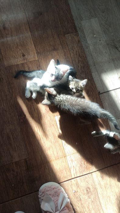 Котята в доброе руки