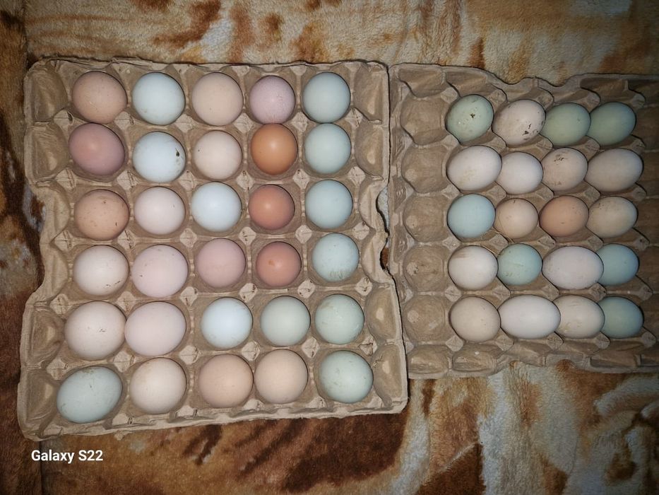 Продам яйца куриные на инкубацию