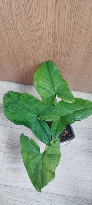 Стайни цветя за продажба!