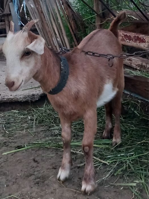 Iada de vanzare din tată Anglo Nubian  și mamă Saanen.
