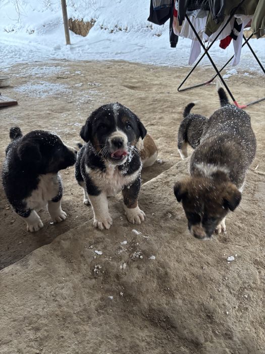 Тобет күшіктер сатылады 1,5айлық