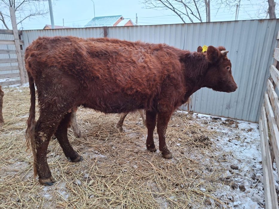 Сиырлар сатылады