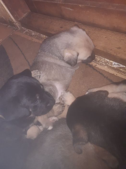 Rasa este lup corcitura