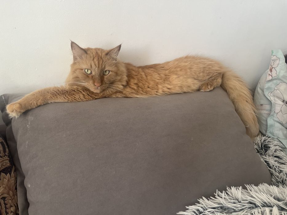 Отдам кота Бесплатно