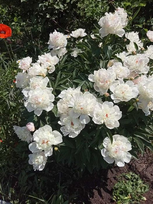 Продам дачу по 18 маршруту