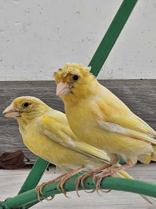 Продаётся срочно кенар чубаты