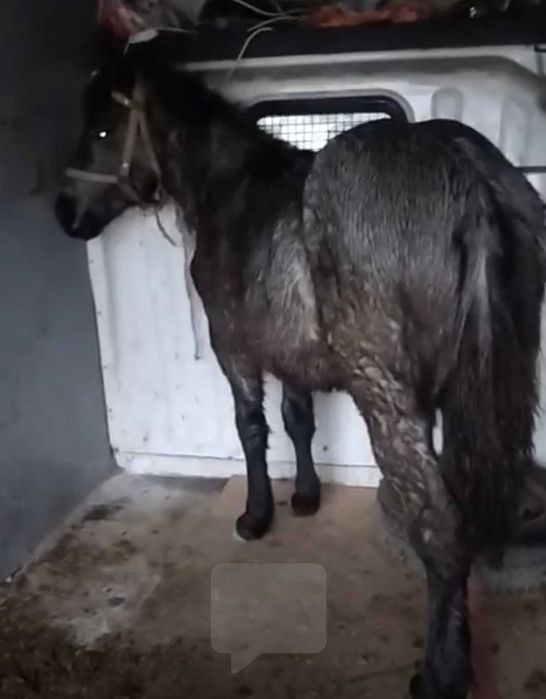 Мъжко Тежковозче