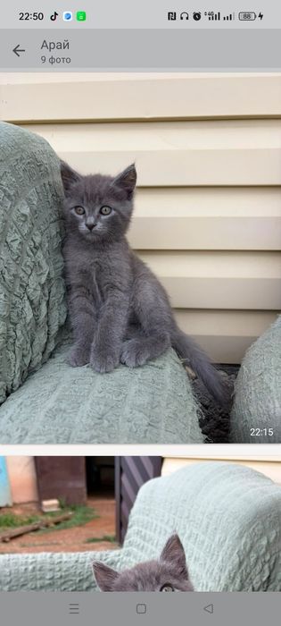 Котята отдам в хорошие руки
