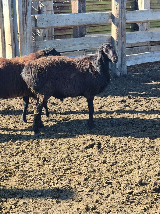 Гиссар кошкарлар