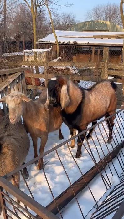 Vând țap Anglo Nubian varsta 1 an din parinti cu pedigree