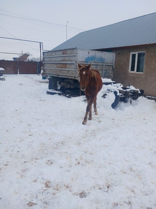 Продам жеребят тайчики  оба ургашы