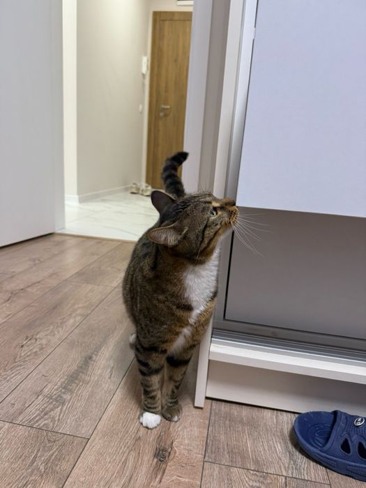 Спешно търси дом – ДОМАШЕН КОТАРАК