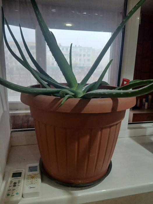 Продам Алоэ  есть доставка