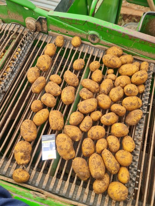 Картофи за посев сорт Вега