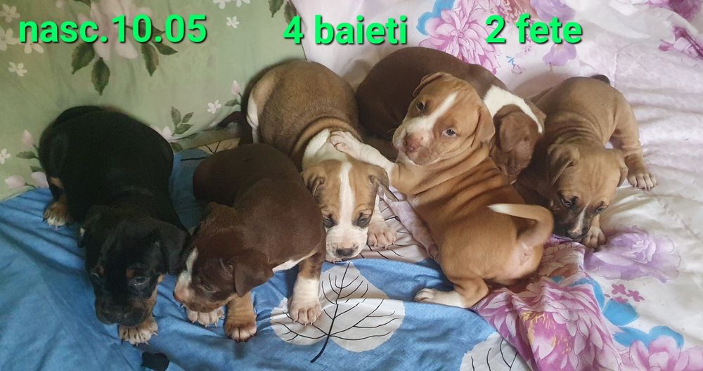 4 Baieti si 2 Fete