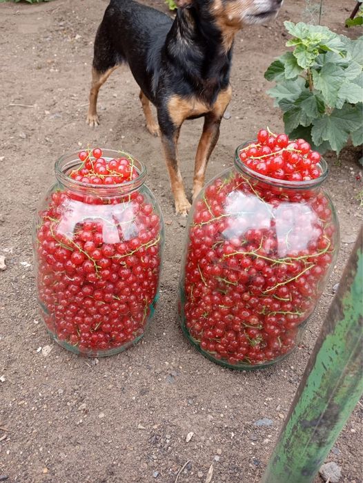Продам красную смородину