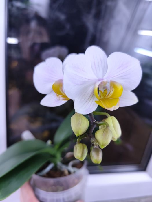 Продам цветущую орхидею