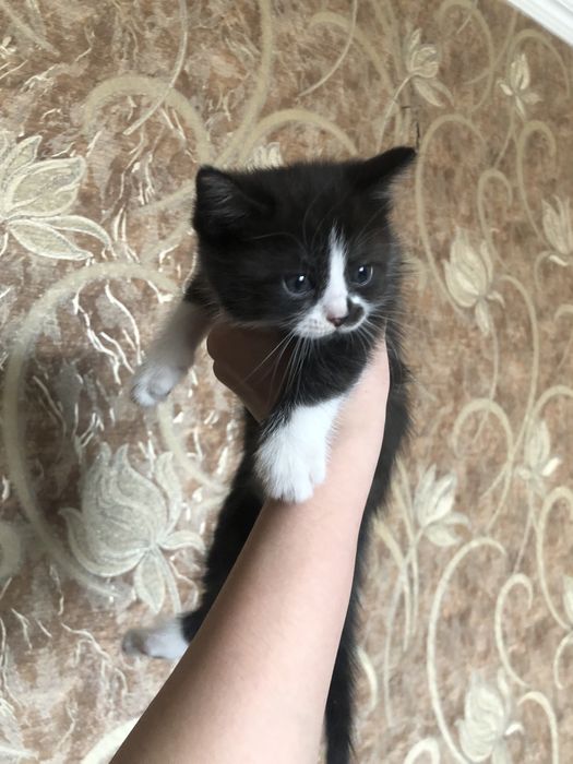 отдаю котят в добрые руки