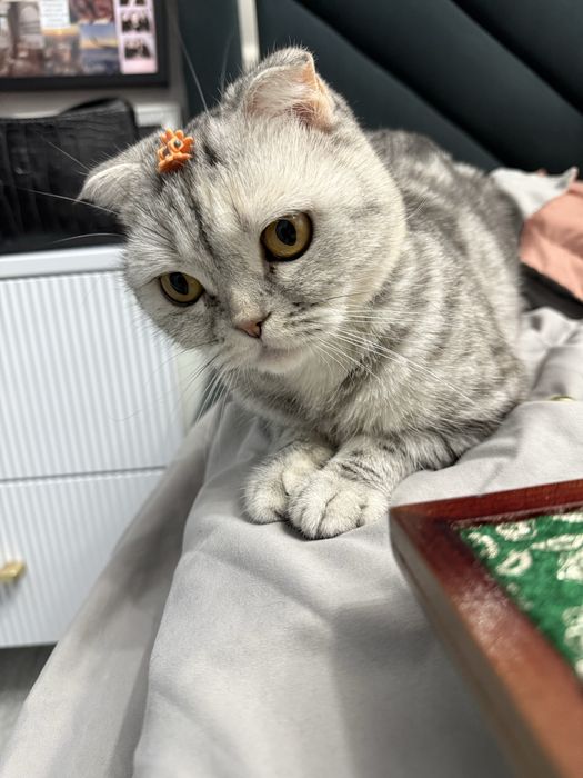 Ищем красивого и здорового шотландского прямоухого котика для вязки