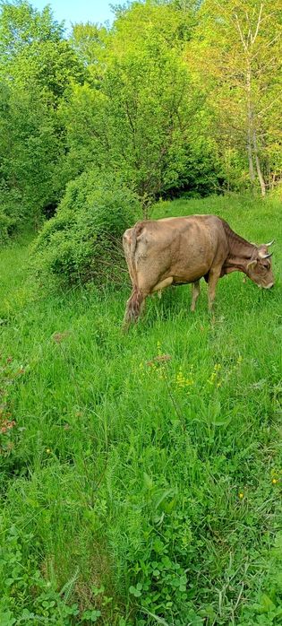 Vând vaca brună de Maramureș