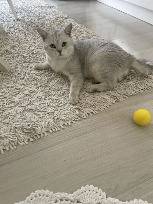 Serebristiy shinshilla bolalari