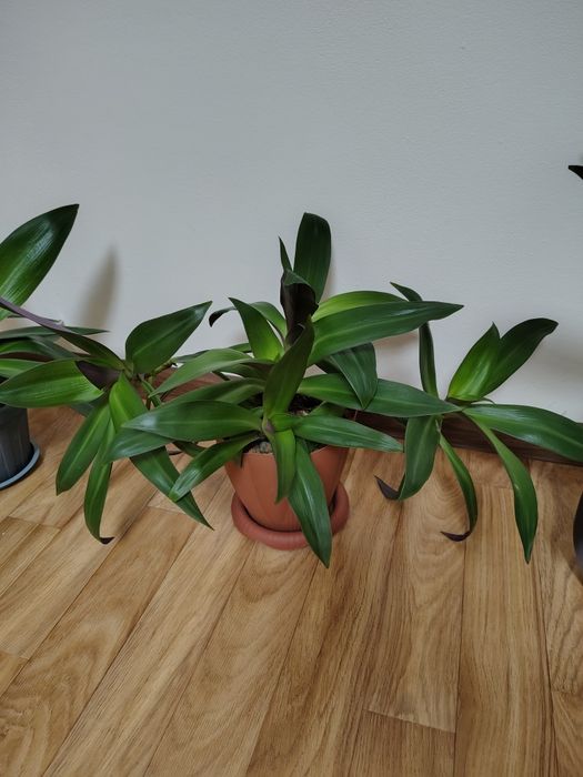 Традесканция Рео