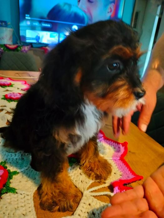 Cavapoo Baetel disponibil