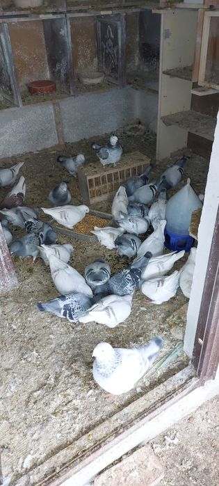 Porumbei voiajori standard de vanzare