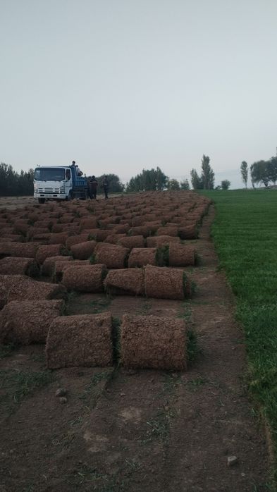 Газон Gazon ОПТОМ.