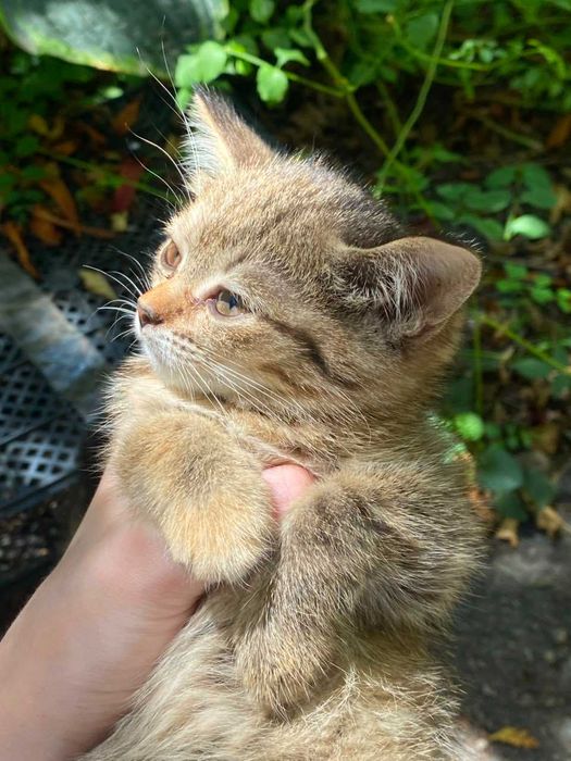 Отдам котёнка в добрые руки!