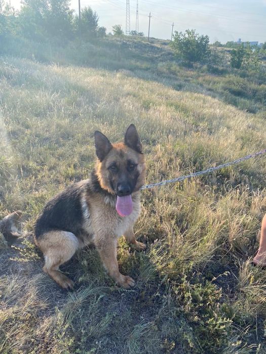 Отдадим собачку в добрые руки