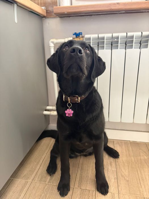 Продам щенка лабоадор ретривера