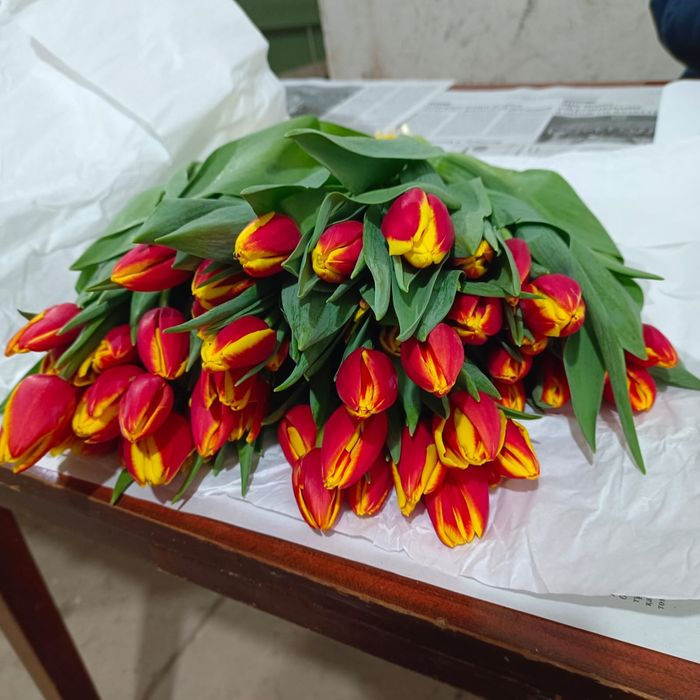 Тюлпаны Город Павлодар Аксу