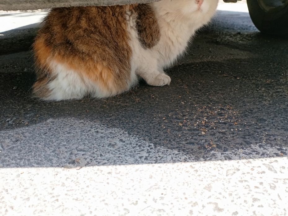 Кошка приручина к лотку