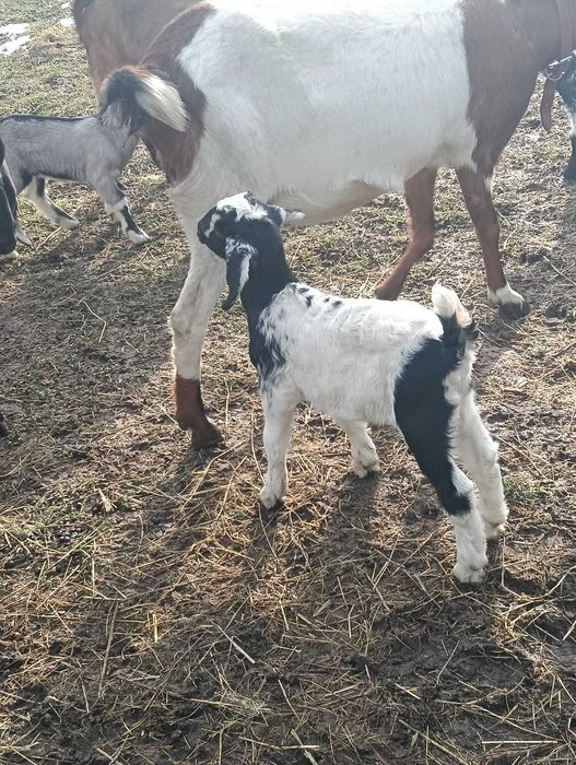 Vând tapisori anglo nubian și metis anglo nubian cu sannen