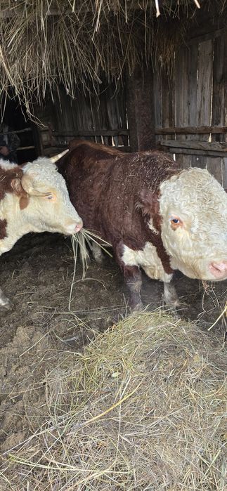 Бұқалар сатылады