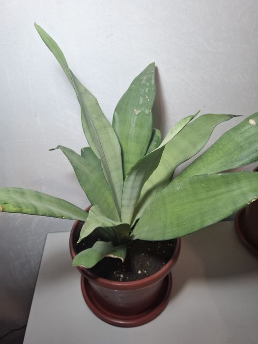 Продаются комнатные растения Сансевиерия
