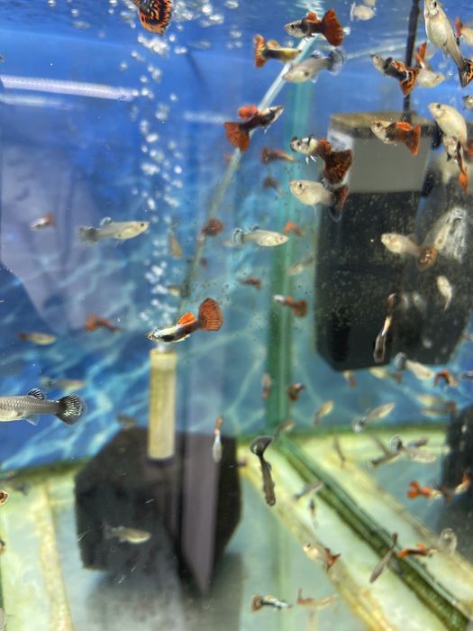 Аквариумные рыбки гуппи