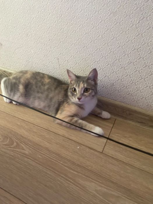 Отдам кошку в добрые руки