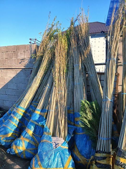 Тополь пирамидальный