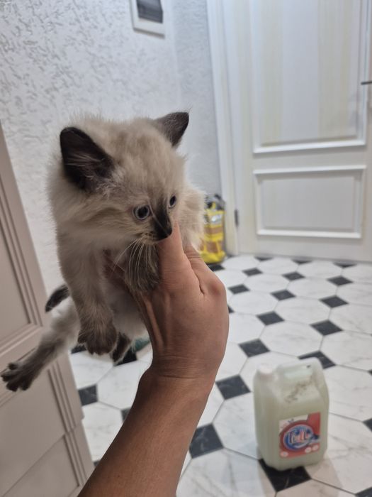 Отдам бесплатно котят