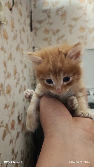 Отдам котят срочно